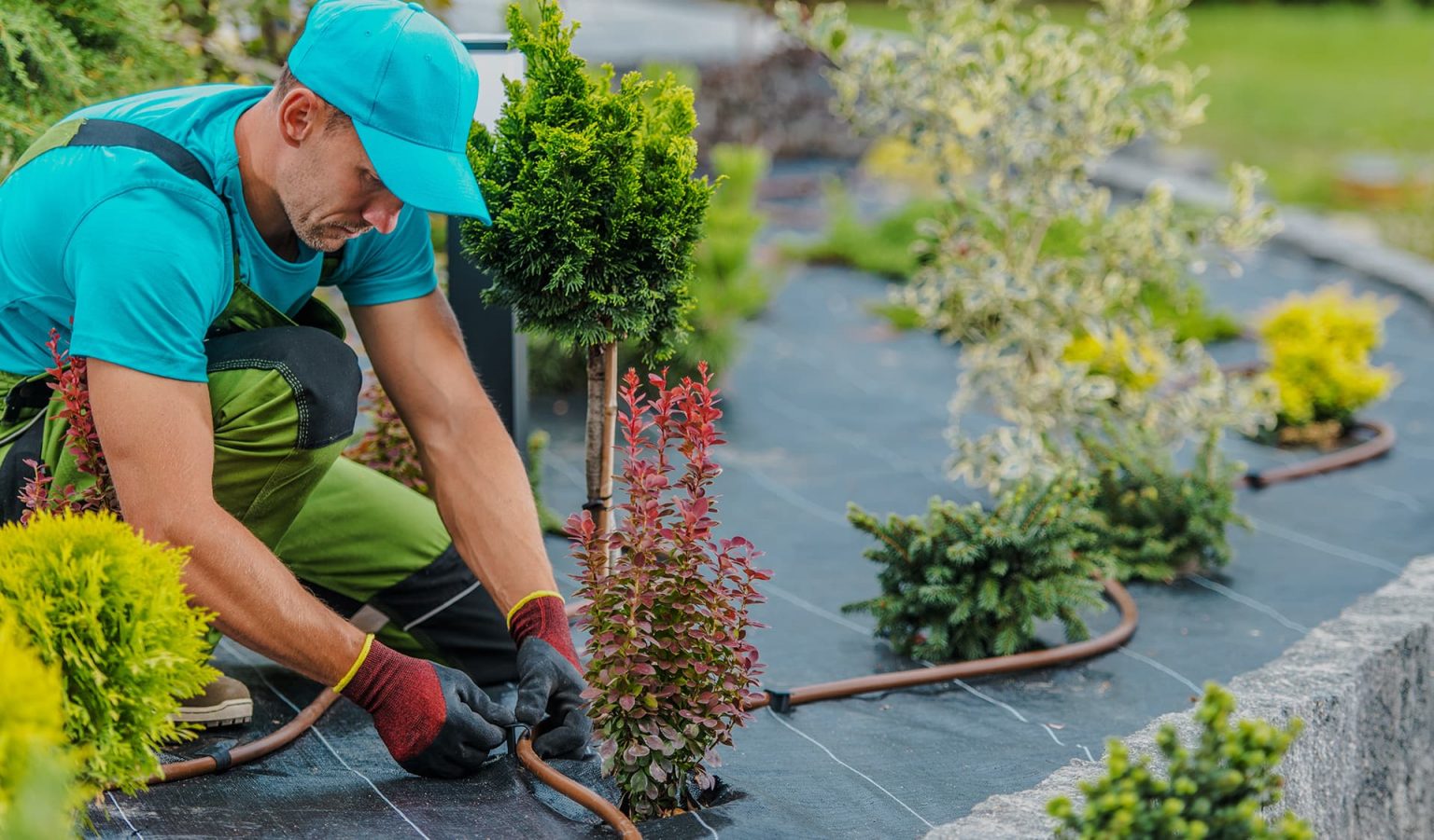 How to Keep Dogs Off Your Lawn ISR Gardening Inc