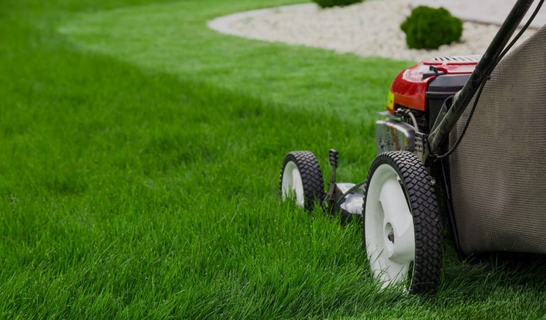 How to Protect your Lawn from Summer Heat