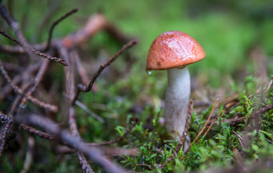 brown mushroom in the yard