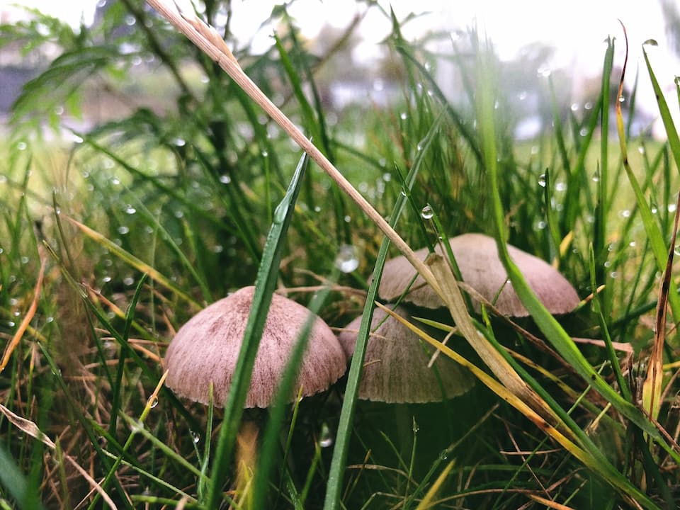 mushrooms growing in the grass