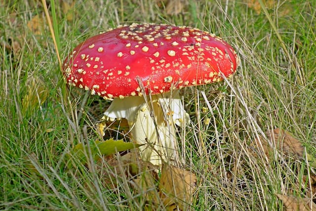 Poisonous red mushroom in the grass