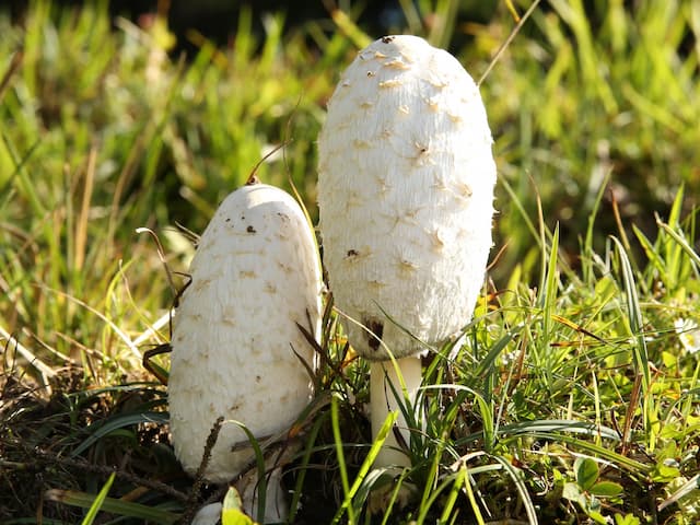 white fungi in lawn