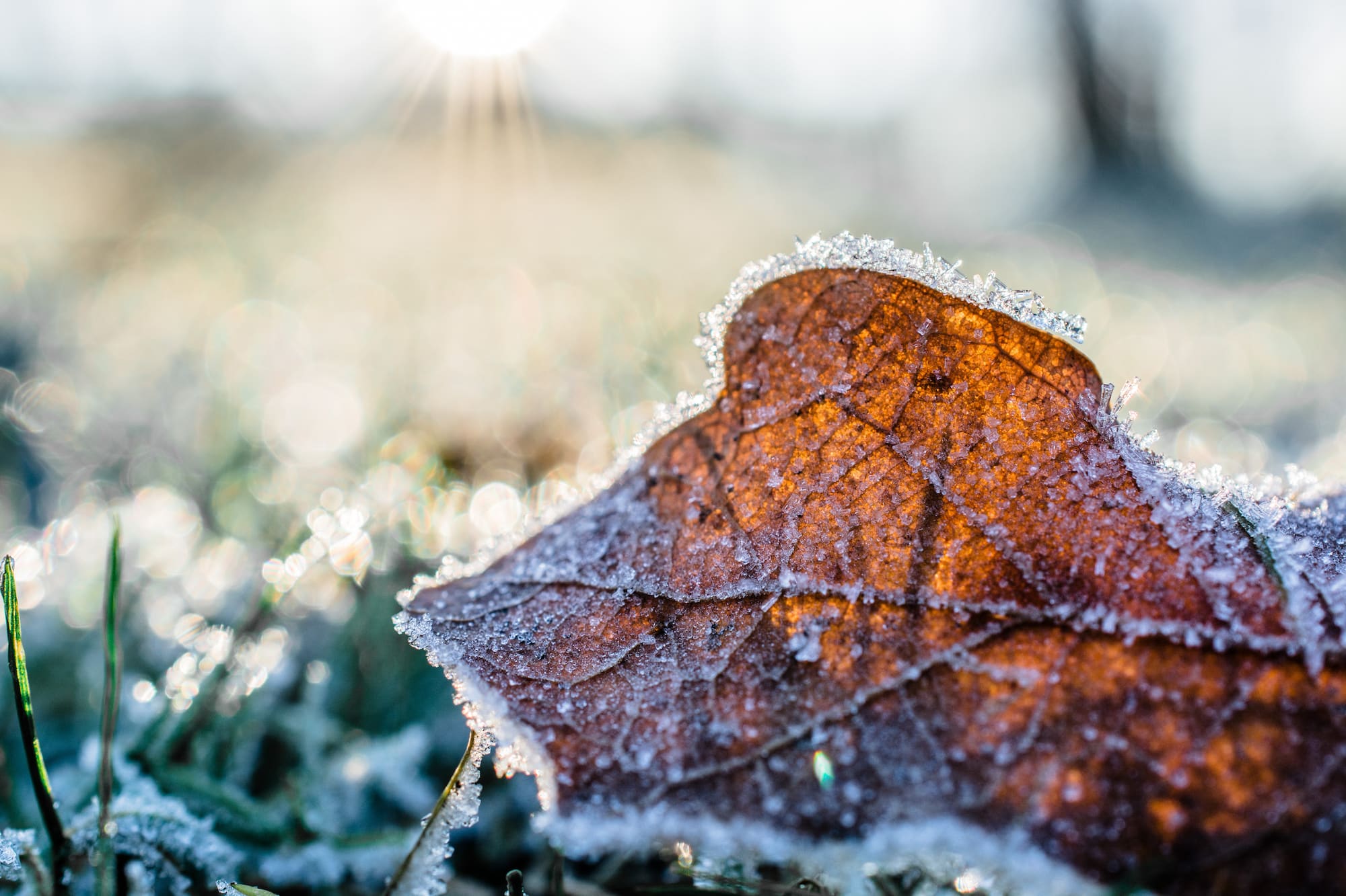prepare your garden to winter