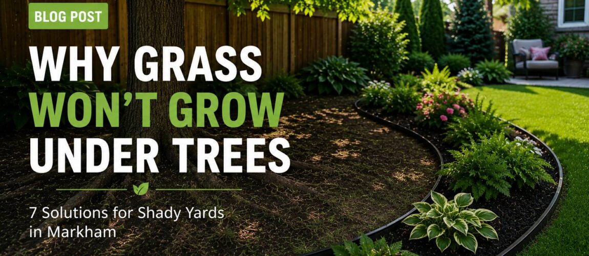 Grass Wont Grow Under Trees Markham - ISR Gardening Inc