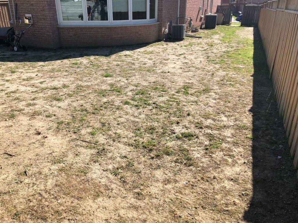 Before Lawn Fertilizer Service by ISR Gardening Services Toronto