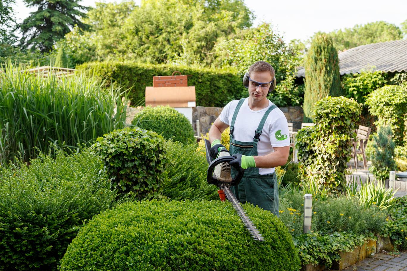 Plant Evergreen Shrubs