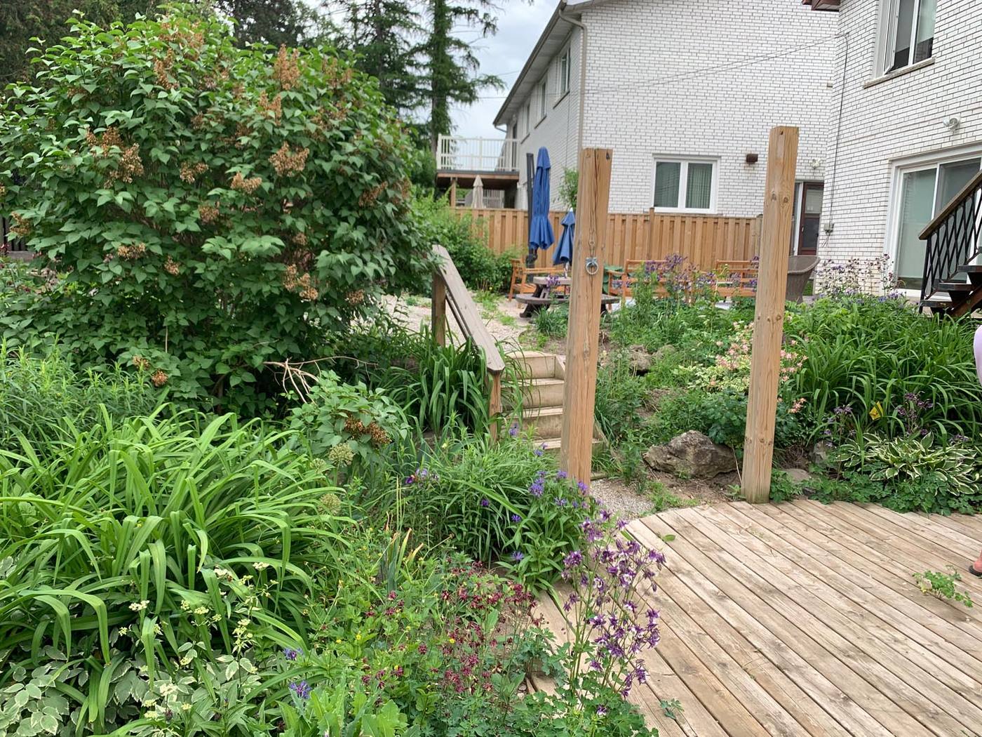 planting large shrubs
