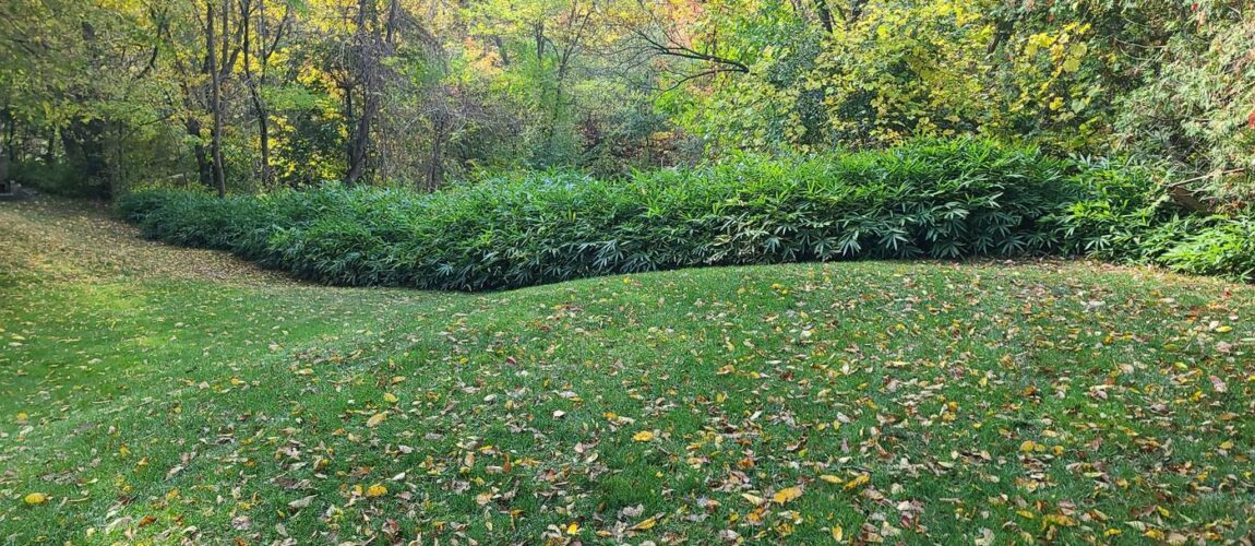 Should I Apply Fall Fertilizer To My Lawn - ISR Gardening Inc