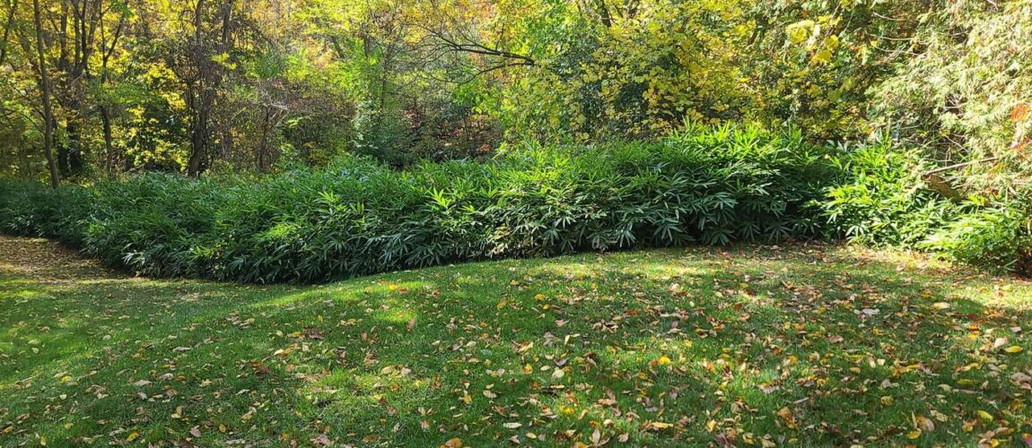Backyard lawn with new sod installed in the Toronto area