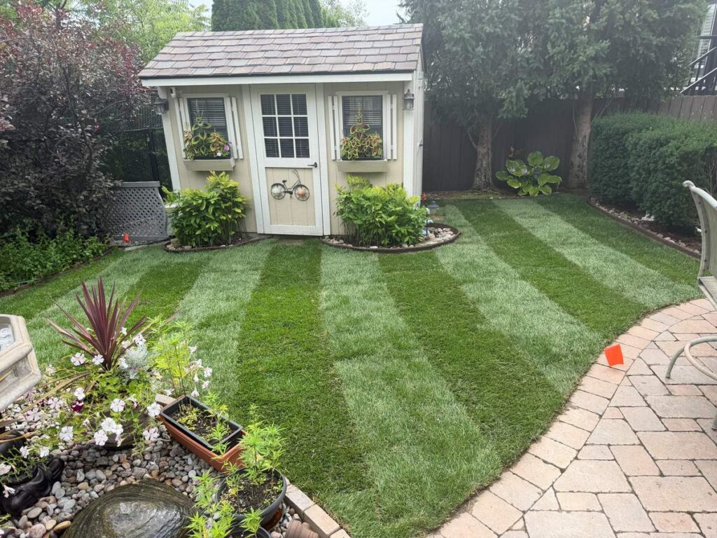 New sod back lawn installed by ISR Gardening in Maple