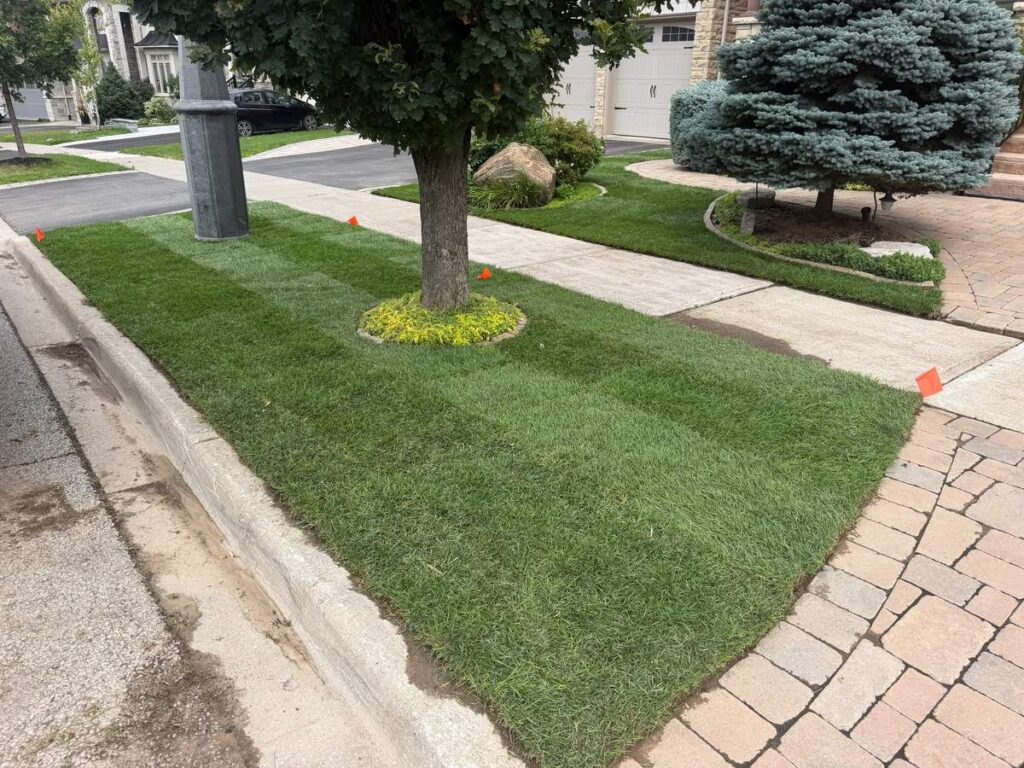 New sod front lawn installed by ISR Gardening in Maple, Vaughan