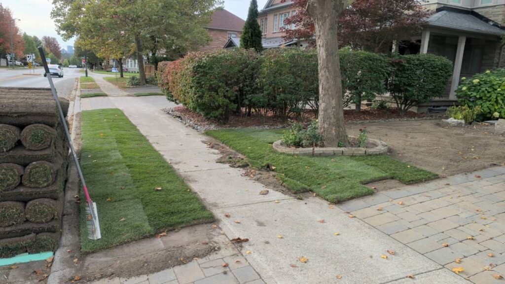 Fresh sod laid along a front walkway and boulevard in Vaughan